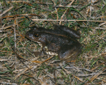 Dahl's Aquatic Frog