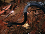 Black Whip Snake shedding its skin