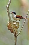 Female Shining Flycatcher on nest, Elizabeth Valley