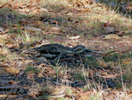 Bush Stone-curlew incubating