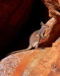 Black-footed Rock-wallaby, Devil's Marbles