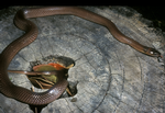 Yellow-naped Snake, Elizabeth Valley