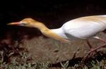 Cattle Egret, in breeding plumage, hunting