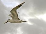 Lesser Crested Tern in flight, Fly River