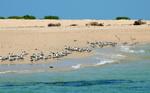 Lesser Crested Terns, Haul Round Island