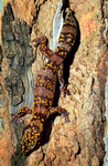 Marbled Velvet Gecko, Bularriny