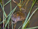 Northern Spadefoot Toad, Keep River