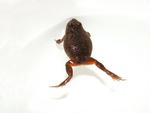 Small Toadlet
