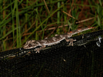 Northern Spiny-tailed Gecko, Auvergne