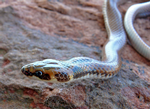 Little Spotted Snake, Timber Creek