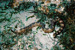 Turtle-headed Sea Snake
