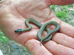 Juvenile Curl Snake