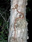 Brown Tree Snake, Elizabeth Valley