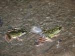 Dahl's Aquatic Frog