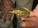 Dahl's Aquatic Frog