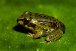 A Giant frog (Cyclorana australis) Metamorph
