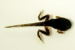 Ornate Burrowing Frog tadpole