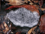 Ornate Burrowing Frog foam nest