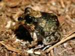 Ornate Burrowing Frog