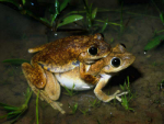 Roth's Tree Frogs amplexing
