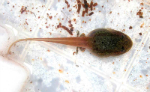 Image of the tadpole oif the Water Frog, Rana Damelli.  Bars appear on the legs which are a good species indicator.