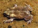 Northern Toadlet, Bullo River Station