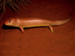 Great Desert Skink