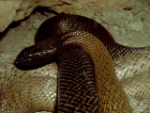 Inland Taipan