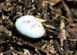 Three-spined Rainbow-skink hatching