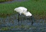 Royal Spoonbill, Fogg Dam