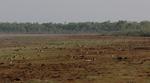 Huge congregation of Agile Wallabies on green pick in the dry season, Mount Kepler Station.