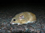 Central Short-tailed Mouse, Austral Downs