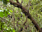 Little Red Flying-fox colony, Timber Creek