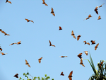 Little Red Flying-foxes flying, Timber Creek