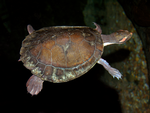 North-west Red-faced Turtle