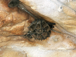 Northern Cave Bats, Red Cone Creek