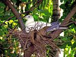 Torres St Pigeon on nest, Territory Wildlife Park