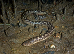 White-bellied Mangrove Snake, Darwin