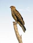Whistling Kite, Fogg Dam