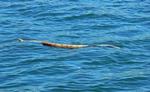 Stoke's Sea Snake, Edeline Island