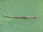 Freshwater Crocodile, Windjana