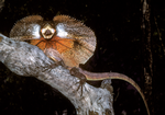 Frill-necked Lizard defensive posture, East Alligator