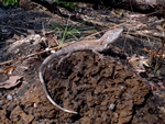 Chameleon Dragon, Kakadu National Park