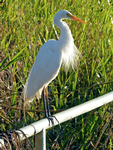 Intermediate Egret in breeding plumage, Yellow Water