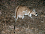 Female Northern Nailtail Wallaby, Mt Ringwood Station
