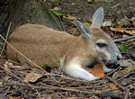 Northern Nailtail Wallaby
