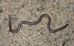 Beaked Blind Snake, Ringwood Station