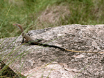 Long-tailed Rock Monitor