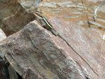 Long-Nosed Dragon, Ormiston Gorge