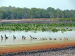Billabongs are important refuge places in the Dry season. Massive congregations of birds occur each dry season.